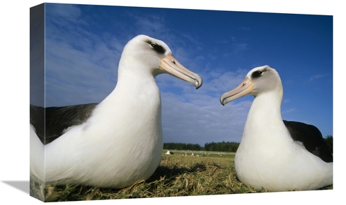 Global Gallery GCS-451421-1218-142 12 x 18 in. Laysan Albatross Pair A