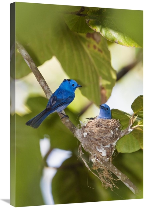 Global Gallery GCS-453648-2436-142 24 x 36 in. Black-Naped Monarch Pai