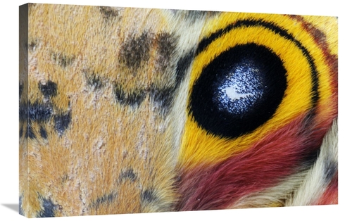 Global Gallery GCS-395680-2030-142 20 x 30 in. Io Moth Wing with Eye-S