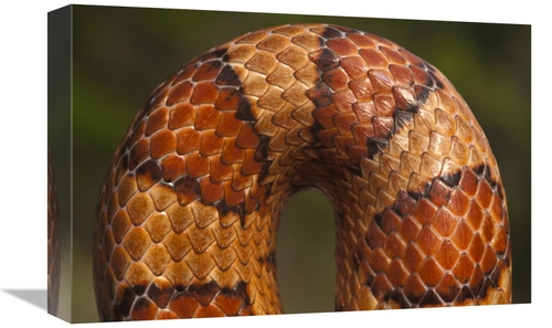 Global Gallery GCS-397935-1218-142 12 x 18 in. Cornsnake Scale Pattern