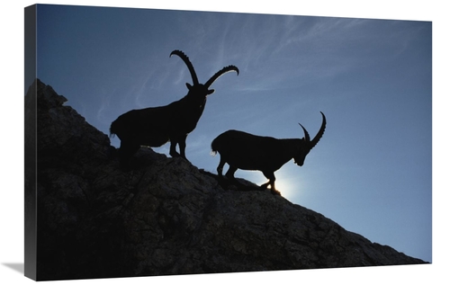 Global Gallery GCS-452395-2030-142 20 x 30 in. Alpine Ibex Pair Silhou