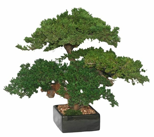 Monterey Juniper Triple Trunk Preserved Bonsai Tree (Preserved - Not a