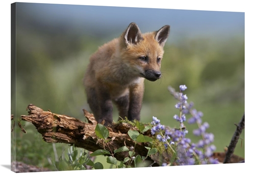 Global Gallery GCS-452203-3040-142 30 x 40 in. Red Fox Kit Climbing&#4