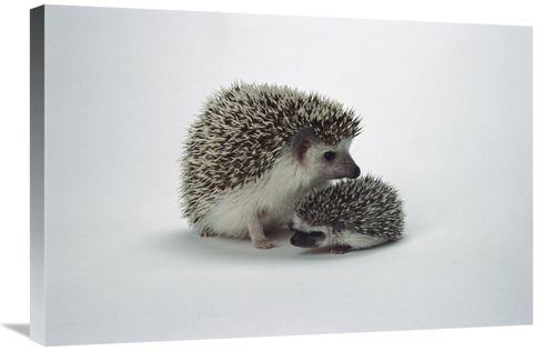 Global Gallery GCS-450850-2030-142 20 x 30 in. African Hedgehog Baby &