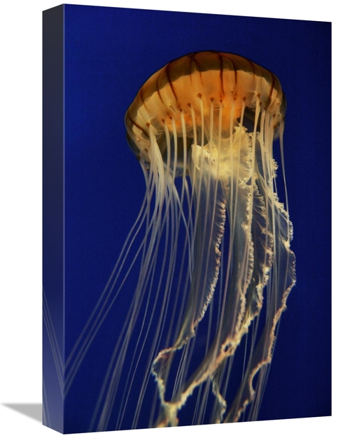 Global Gallery GCS-453573-1218-142 12 x 18 in. Pacific Sea Nettle Spre