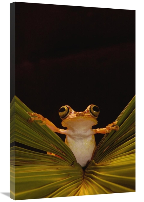 Global Gallery GCS-453179-2436-142 24 x 36 in. Chachi Tree Frog, C