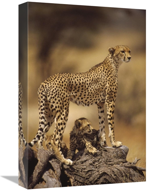 Global Gallery GCS-452762-1218-142 12 x 18 in. Cheetah Mother with Ado