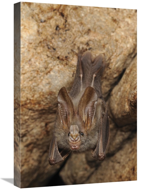 Global Gallery GCS-397567-1624-142 16 x 24 in. Lesser False Vampire Ba