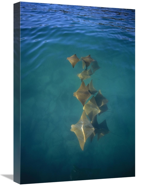 Global Gallery GCS-451753-1624-142 16 x 24 in. Golden Cownose Rays Sch
