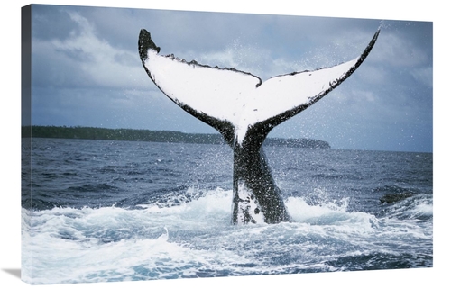 Global Gallery GCS-397958-2436-142 24 x 36 in. Humpback Whale Tail,