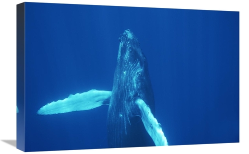 Global Gallery GCS-451035-1624-142 16 x 24 in. Humpback Whale Curious 