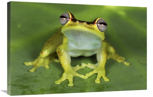 Global Gallery GCS-397636-2436-142 24 x 36 in. Treefrog At Night, 