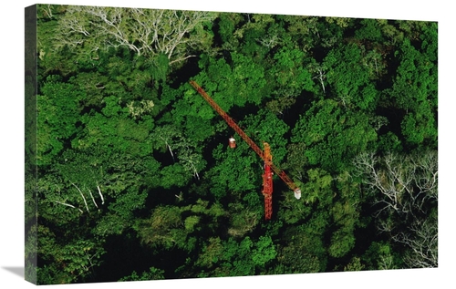 Global Gallery GCS-450705-2030-142 20 x 30 in. Rainforest Canopy Resea