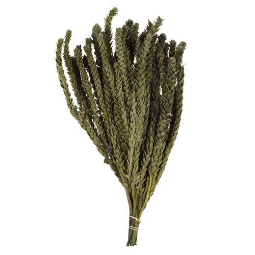 Vickerman H1BXM150-1 12-16 in. Mini Green Buxifolia Foliage - 7 oz Bun