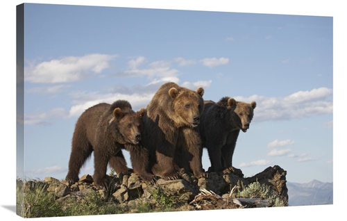 Global Gallery GCS-452205-2436-142 24 x 36 in. Grizzly Bear with Two O