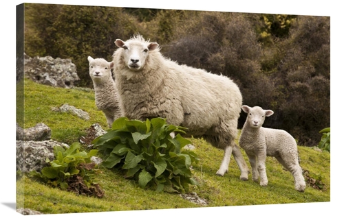 Global Gallery GCS-397796-2436-142 24 x 36 in. Domestic Sheep with Twi