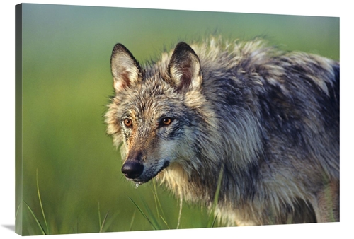 Global Gallery GCS-396019-40-142 40 in. Gray Wolf, Native to North
