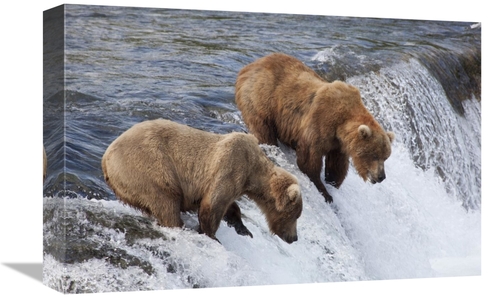 Global Gallery GCS-395489-1218-142 12 x 18 in. Grizzly Bear Males Wait