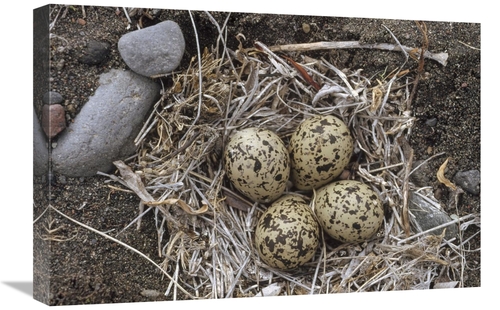 Global Gallery GCS-451893-1624-142 16 x 24 in. Semipalmated Plover Egg