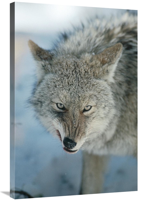 Global Gallery GCS-451846-2436-142 24 x 36 in. Coyote Snarling, Wh