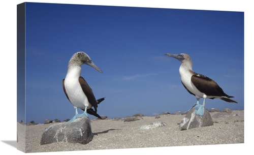 Global Gallery GCS-451394-1624-142 16 x 24 in. Blue-Footed Booby Pair&