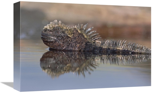 Global Gallery GCS-451515-1218-142 12 x 18 in. Marine Iguana Resting i