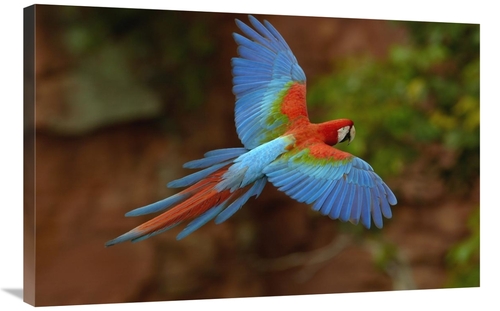 Global Gallery GCS-453222-2436-142 24 x 36 in. Red & Green Macaw Flyin