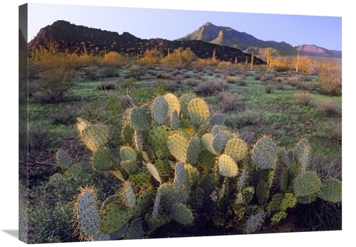 Global Gallery GCS-397107-2432-142 24 x 32 in. Beavertail Cactus with 