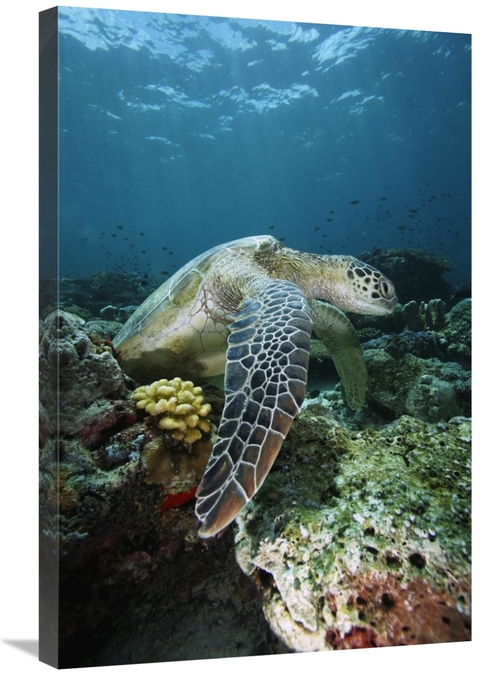 Global Gallery GCS-397733-2030-142 20 x 30 in. Green Sea Turtle on Cor