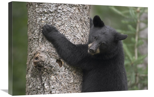 Global Gallery GCS-395422-2030-142 20 x 30 in. Black Bear Cub in Tree 