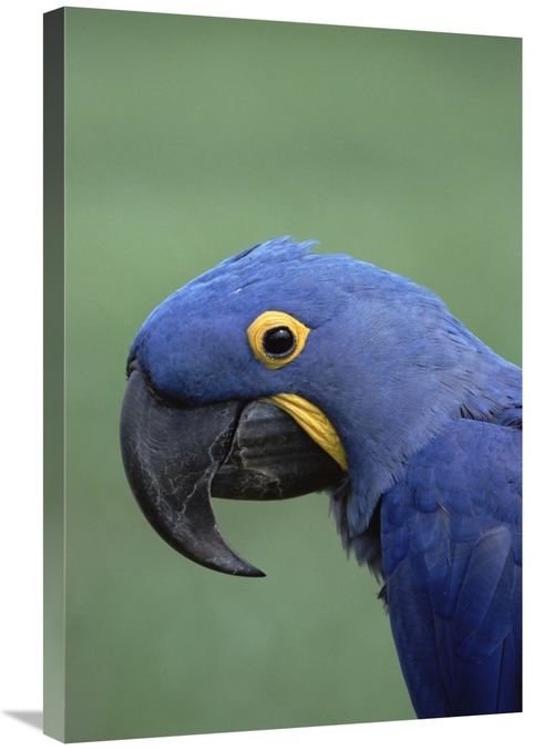 Global Gallery GCS-452518-2030-142 20 x 30 in. Hyacinth Macaw Portrait