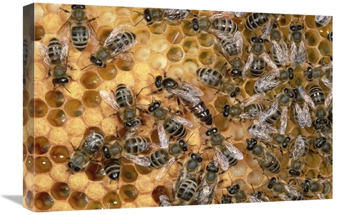 Global Gallery GCS-452420-1624-142 16 x 24 in. Honey Bee Colony on Hon