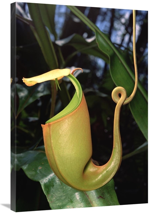 Global Gallery GCS-451010-2436-142 24 x 36 in. Pitcher Plant Traps&#44