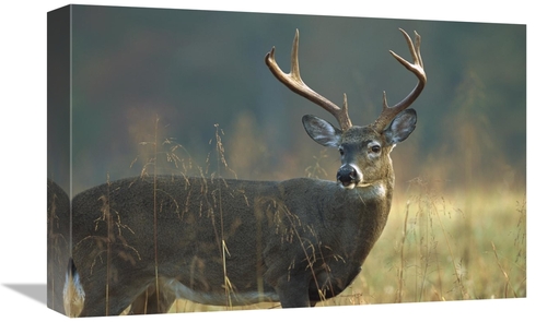Global Gallery GCS-452013-1218-142 12 x 18 in. White-Tailed Deer Portr
