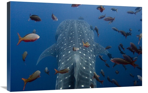 24 x 36 in. Whale Shark Swimming with Other Tropical Fish, Wolf Is