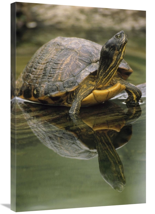 Global Gallery GCS-395762-2436-142 24 x 36 in. Yellow-Bellied Slider T
