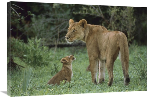 Global Gallery GCS-452949-2436-142 24 x 36 in. African Lioness & Cub&#