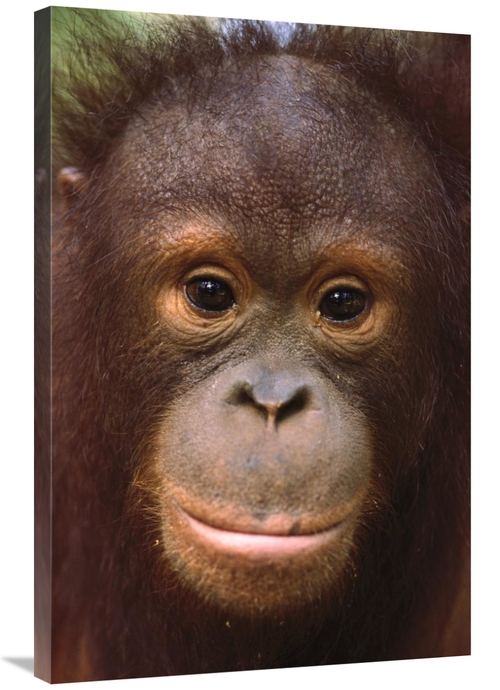 Global Gallery GCS-452735-2436-142 24 x 36 in. Orangutan Close-Up Port