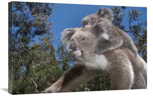 Global Gallery GCS-395632-2030-142 20 x 30 in. Koala Mother Carrying Y