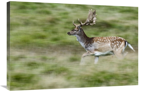 Global Gallery GCS-398059-2436-142 24 x 36 in. Fallow Deerbuck Running
