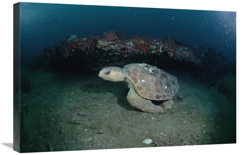 Global Gallery GCS-450956-2030-142 20 x 30 in. Loggerhead Sea Turtle o