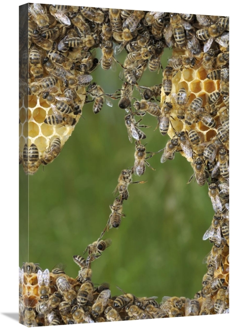 Global Gallery GCS-453386-2030-142 20 x 30 in. Honey Bee Chains Made t