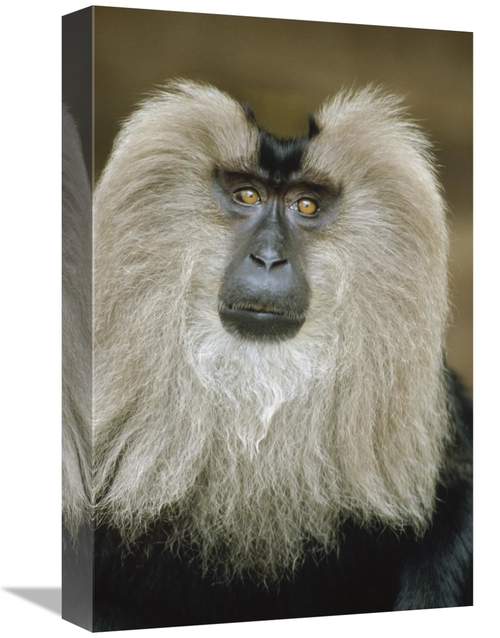 Global Gallery GCS-452436-1218-142 12 x 18 in. Lion-Tailed Macaque Por