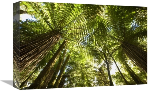 Global Gallery GCS-397752-1218-142 12 x 18 in. Tree Fern Forest Near H