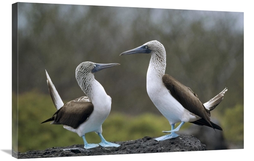 Global Gallery GCS-451378-2436-142 24 x 36 in. Blue-Footed Booby Pair 