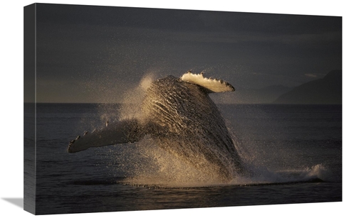 Global Gallery GCS-453547-1624-142 16 x 24 in. Humpback Whale Breachin