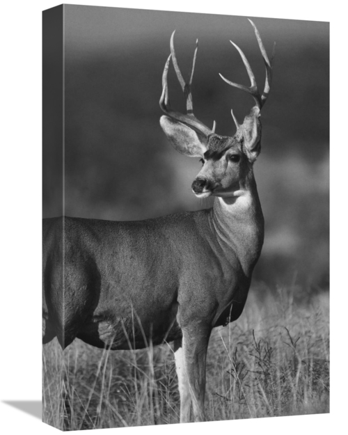 Global Gallery GCS-461477-1218-142 12 x 18 in. Mule Deer Male in Dry G