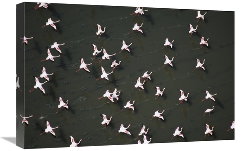 Global Gallery GCS-396778-1624-142 16 x 24 in. Lesser Flamingo Flock T