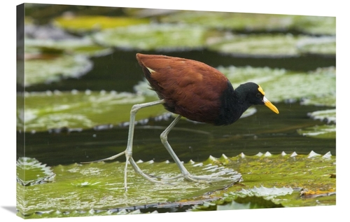 Global Gallery GCS-397347-2436-142 24 x 36 in. Northern Jacana Foragin