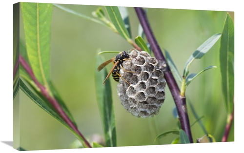 Global Gallery GCS-398484-2030-142 20 x 30 in. Wasp Constructing Nest&